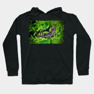 Green And Black Butterfly Hoodie